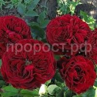 Без названия