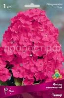 Флокс метельчатый Тенор Флокс метельчатый Тенор