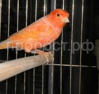 Птица Кенар красный мальчик