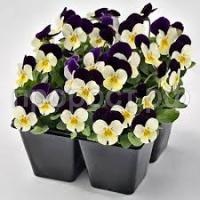 Без названия (1) Без названия (1)