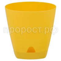 амстердам сп груша