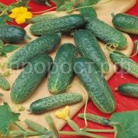 Огурец Астерикс F1 10гр