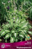 Хоста волнистая Медиовариегата