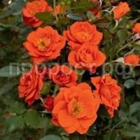 Без названия (1)