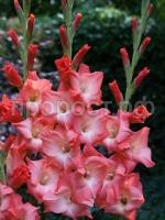 fhi3s0mypw5ei6gz1vh079exwn5ouksl