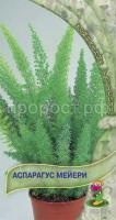 Аспарагус Мейери Аспарагус Мейери