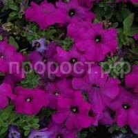 petuniya-limbo-fioletovaya-krupnocvetkovaya petuniya-limbo-fioletovaya-krupnocvetkovaya