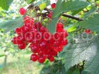 смородина красная ася смородина красная ася