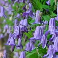 Без названия (1)