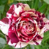 роза нью имидж