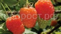малина абрикосовая