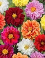 Без названия (9)