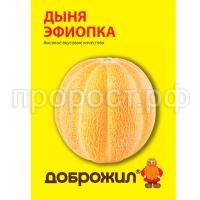 дыня эфиопка дыня эфиопка