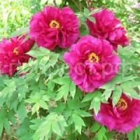 Пион-древовидный-Богатство-и-Звание (1)