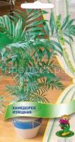 Хамедорея Изящная