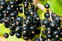 смородина черная добрый джин смородина черная добрый джин