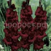 Без названия (1)