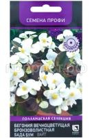 бегония бада бум вайт