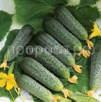 Огурец Форсаж F1 Огурец Форсаж F1