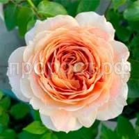 Без названия (1)