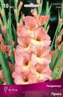 Гладиолус Прага Гладиолус Прага