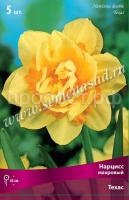 Нарцисс Техас Нарцисс Техас