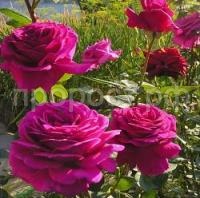 роза биг пе