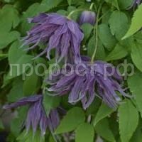 Без названия (1)