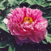 красное серебро