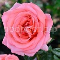 Без названия (1)