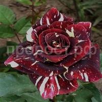 роза абракадабра