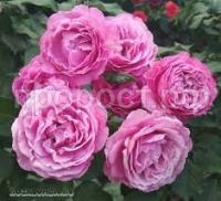 Без названия (1)