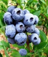 голубика блюголд голубика блюголд