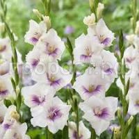 Без названия