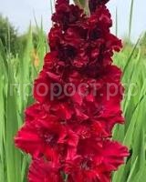 Без названия (1)