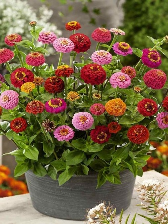 PROROST Цинния Лилипут смесь 0,2г