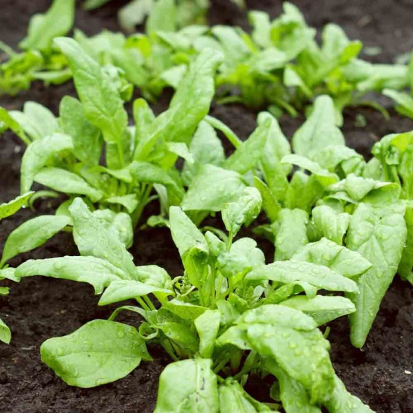 PROROST Шпинат Жирнолистный 3г