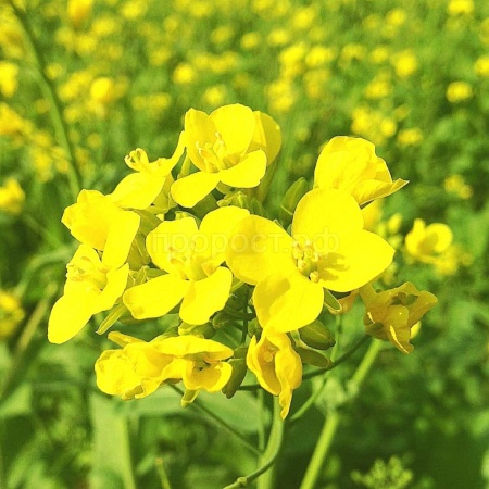 Семена горчицы белой 10кг