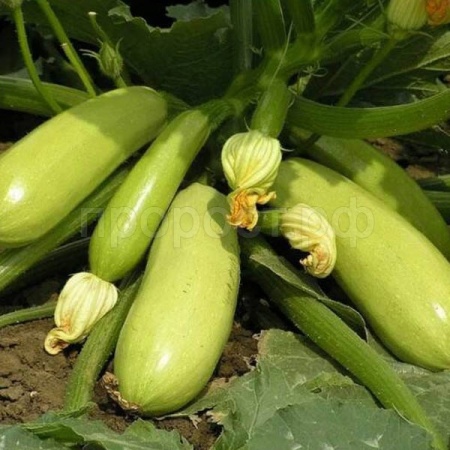 Каприс Фермерская Кабачок Кавили F1 100 шт