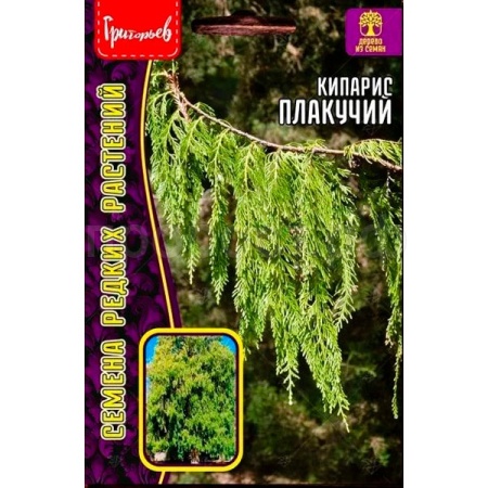 Редкие растения Кипарис плакучий 20шт