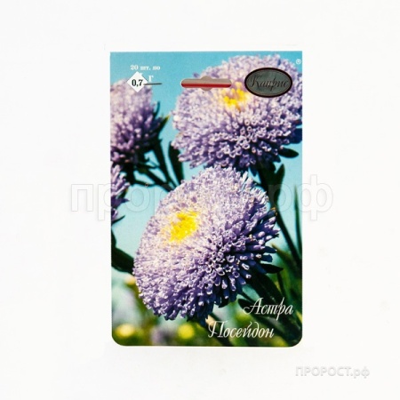 Астра Помпонная Посейдон светло-синяя 20*1 Астра Помпонная Посейдон светло-синяя 20*1