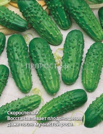 Сембат Огурец Конкурент 5г XXXL