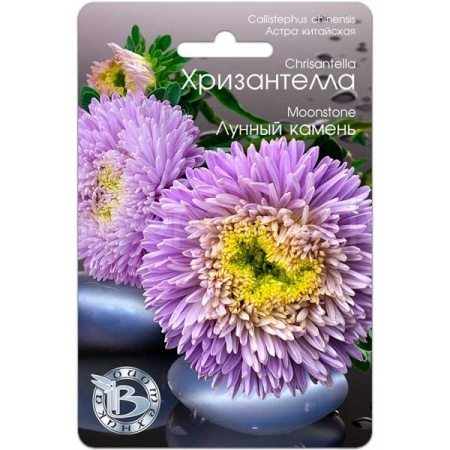 Астра Хризантелла Лунный камень 30шт