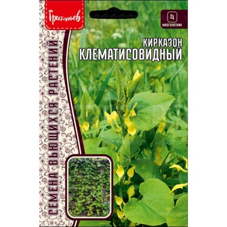 Редкие растения Кирказон Клематисовидный 3шт  Редкие растения Кирказон Клематисовидный 3шт
