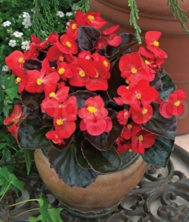 Бегония вечноцветущая бронзоволистная Бада Бум Скарлет 15шт