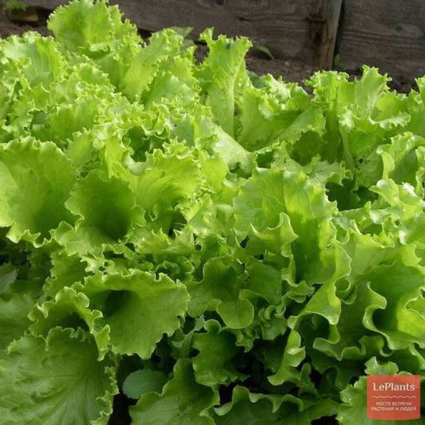 PROROST XXXL Салат Кучерявец Одесский 10г