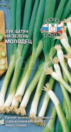 Седек Лук батун Молодец 1г