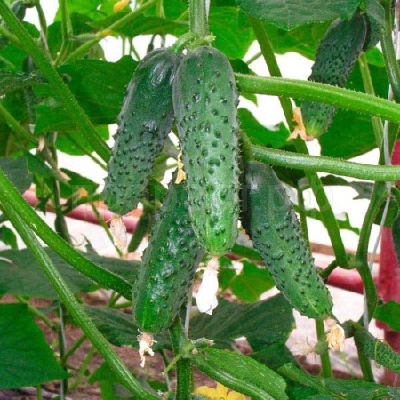 Seminis Фермерская Огурец Меренга F1 250 шт