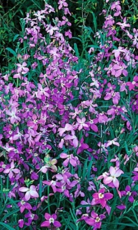 PROROST XXXL Маттиола двурогая Вечерний аромат 5г