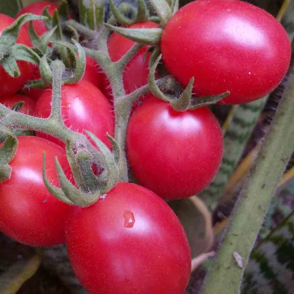 PROROST Томат Новичок розовый 0,2г